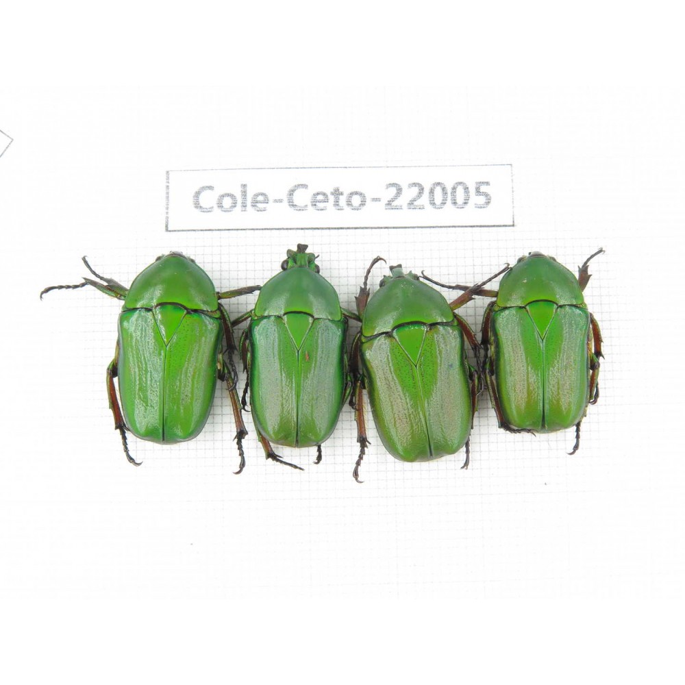Cetoniidae sp. China, Tibet, Linzhi, Bomi county. 4Pcs. Cole-Ceto-22005.