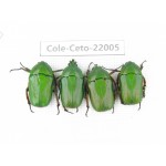 Cetoniidae sp. China, Tibet, Linzhi, Bomi county. 4Pcs. Cole-Ceto-22005.