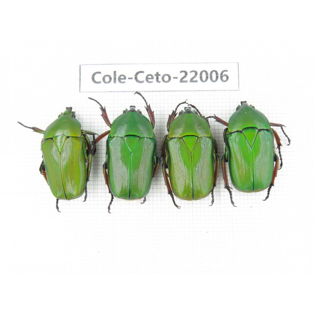 Cetoniidae sp. China, Tibet, Linzhi, Bomi county. 4Pcs. Cole-Ceto-22006.