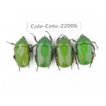 Cetoniidae sp. China, Tibet, Linzhi, Bomi county. 4Pcs. Cole-Ceto-22006.