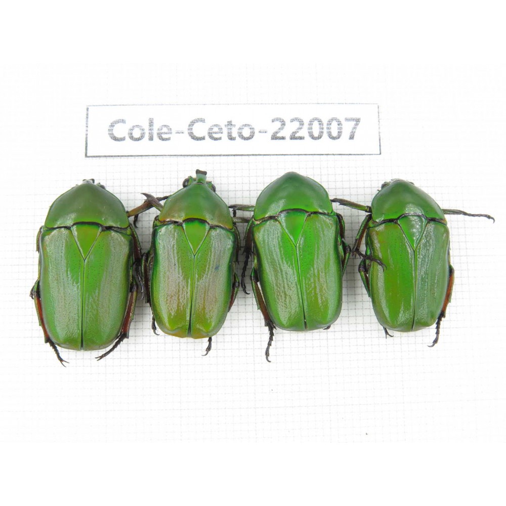 Cetoniidae sp. China, Tibet, Linzhi, Bomi county. 4Pcs. Cole-Ceto-22007.