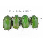 Cetoniidae sp. China, Tibet, Linzhi, Bomi county. 4Pcs. Cole-Ceto-22007.