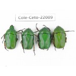 Cetoniidae sp. China, Tibet, Linzhi, Bomi county. 4Pcs. Cole-Ceto-22009.