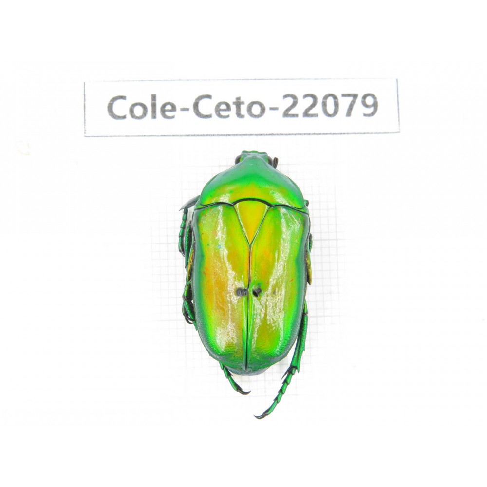 Cetoniidae sp. China, Yunnan, Nujiang, Fugong county. 1Pcs. Cole-Ceto-22079.
