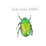Cetoniidae sp. China, Yunnan, Nujiang, Fugong county. 1Pcs. Cole-Ceto-22081.