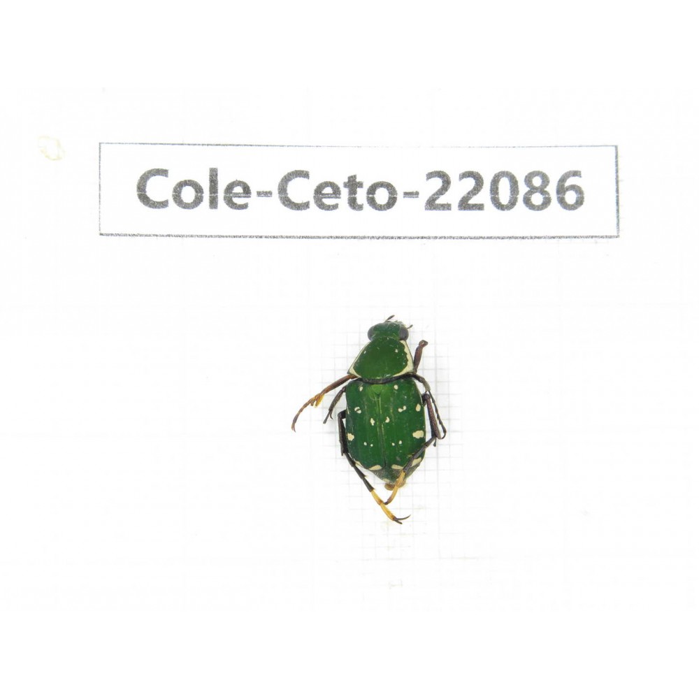 Cetoniidae sp. China, Yunnan, Nujiang, N of Mt.Biluoxueshan. 1Pcs. Cole-Ceto-22086.