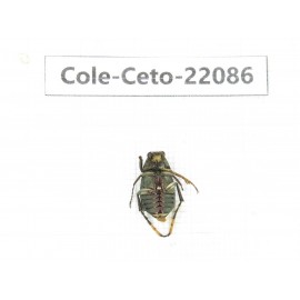 Cetoniidae sp. China, Yunnan, Nujiang, N of Mt.Biluoxueshan. 1Pcs. Cole-Ceto-22086.
