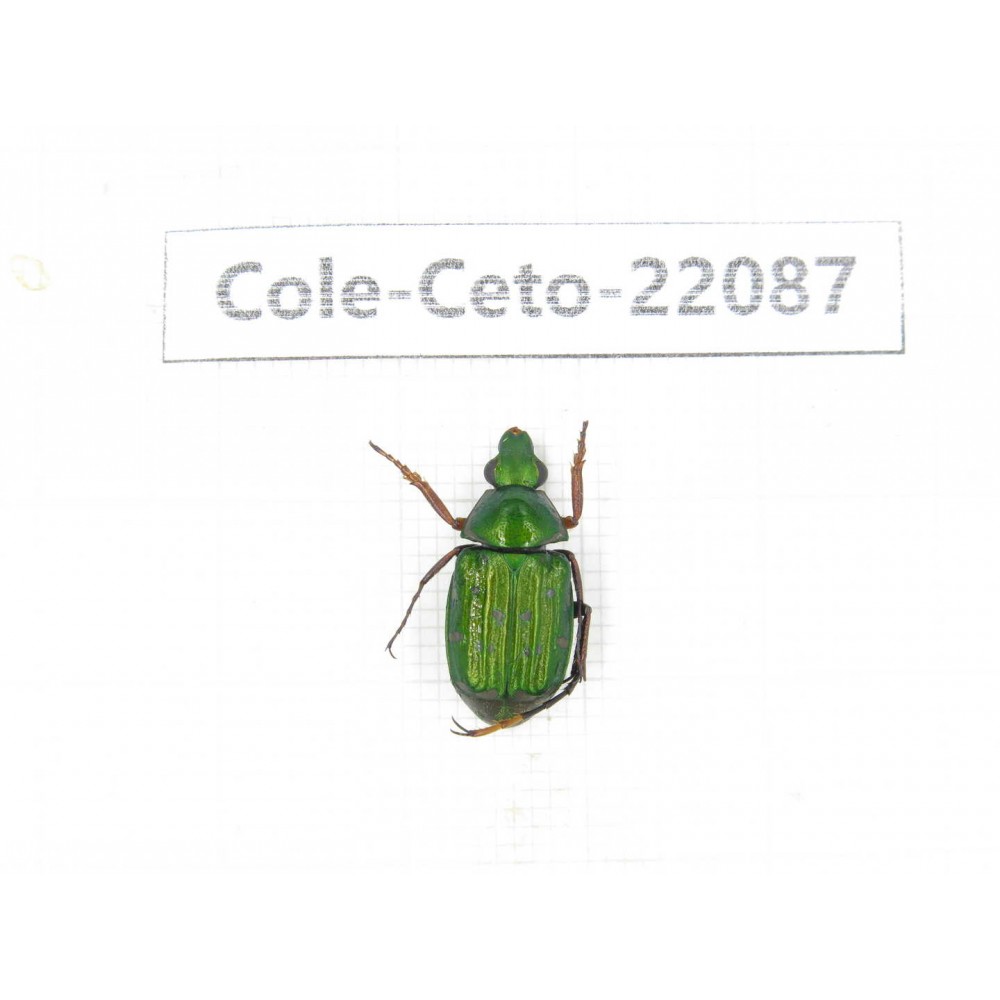 Cetoniidae sp. China, Yunnan, Nujiang, N of Mt.Biluoxueshan. 1Pcs. Cole-Ceto-22087.