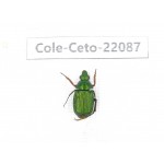 Cetoniidae sp. China, Yunnan, Nujiang, N of Mt.Biluoxueshan. 1Pcs. Cole-Ceto-22087.