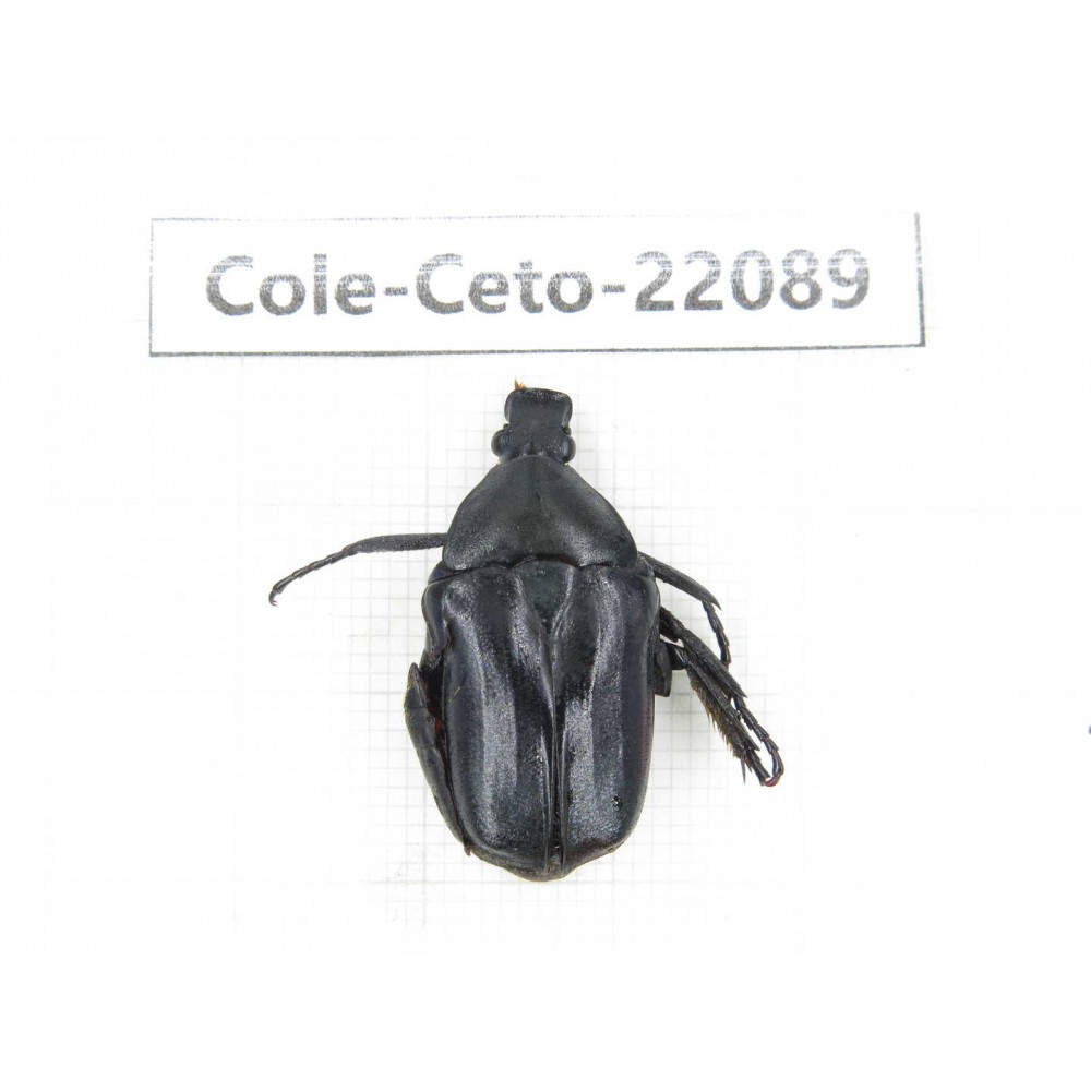Cetoniidae sp. China, Guizhou, Tongren, Mt.Fanjingshan. 1Pcs. Cole-Ceto-22089.