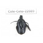 Cetoniidae sp. China, Guizhou, Tongren, Mt.Fanjingshan. 1Pcs. Cole-Ceto-22089.