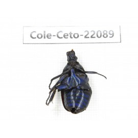 Cetoniidae sp. China, Guizhou, Tongren, Mt.Fanjingshan. 1Pcs. Cole-Ceto-22089.