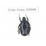 Cetoniidae sp. China, Guizhou, Tongren, Mt.Fanjingshan. 1Pcs. Cole-Ceto-22090.