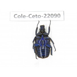 Cetoniidae sp. China, Guizhou, Tongren, Mt.Fanjingshan. 1Pcs. Cole-Ceto-22090.