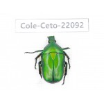 Cetoniidae sp. China, Guizhou, Tongren, Mt.Fanjingshan. 1Pcs. Cole-Ceto-22092.