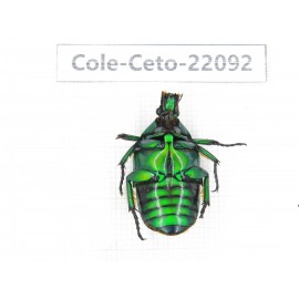 Cetoniidae sp. China, Guizhou, Tongren, Mt.Fanjingshan. 1Pcs. Cole-Ceto-22092.