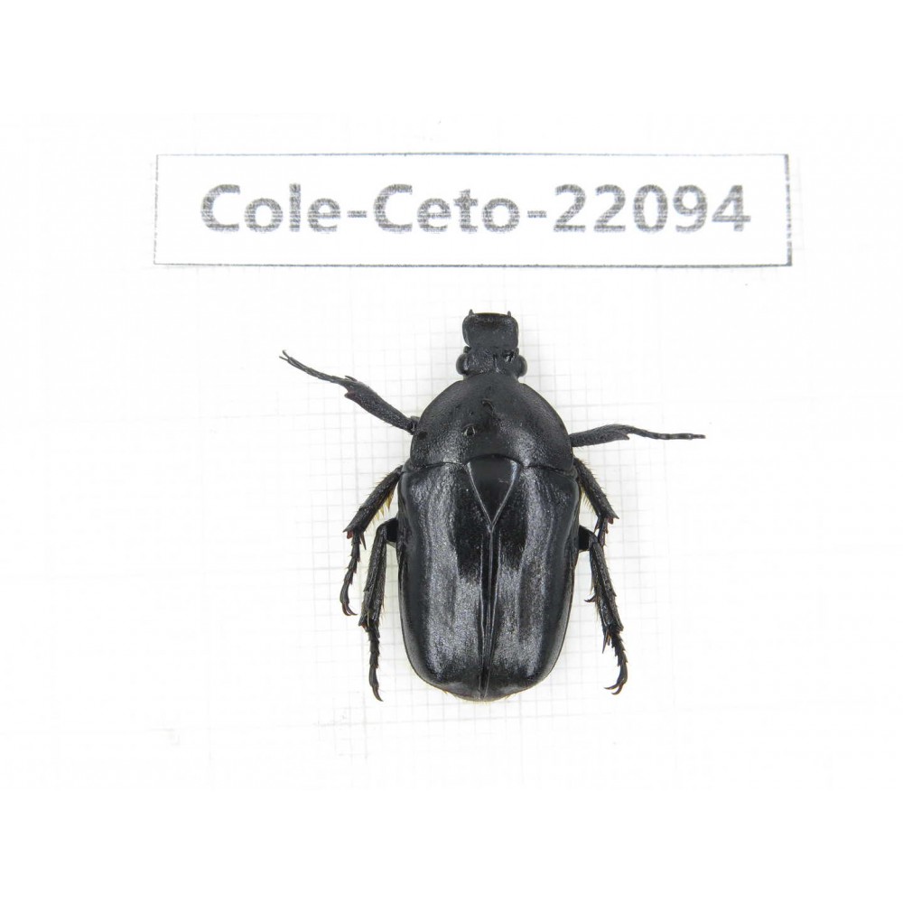 Cetoniidae sp. China, Guizhou, Tongren, Mt.Fanjingshan. 1Pcs. Cole-Ceto-22094.