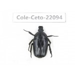 Cetoniidae sp. China, Guizhou, Tongren, Mt.Fanjingshan. 1Pcs. Cole-Ceto-22094.
