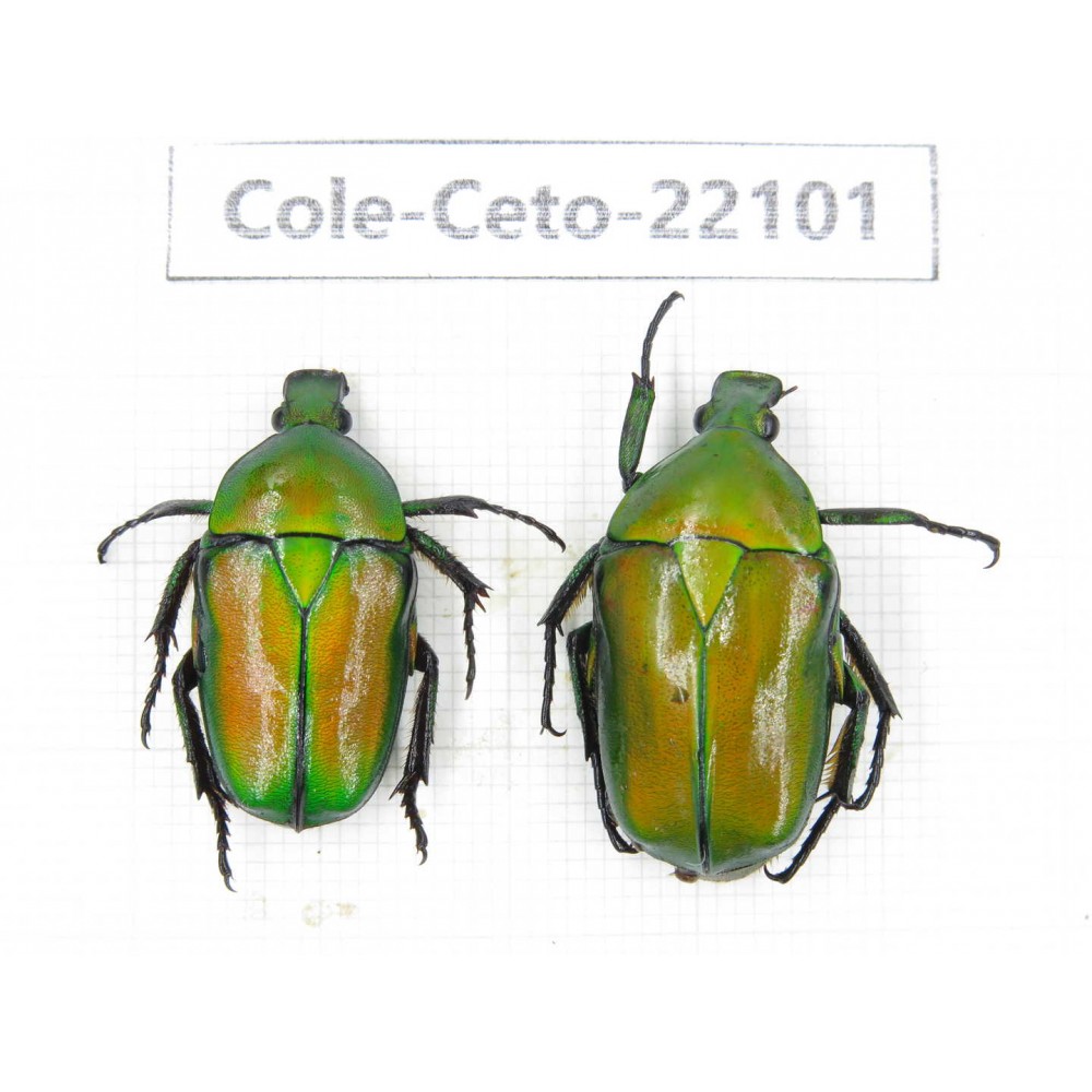 Cetoniidae sp. China, Guizhou, Tongren, Mt.Fanjingshan. 2Pcs. Cole-Ceto-22101.