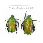 Cetoniidae sp. China, Guizhou, Tongren, Mt.Fanjingshan. 2Pcs. Cole-Ceto-22101.