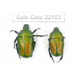 Cetoniidae sp. China, Guizhou, Tongren, Mt.Fanjingshan. 2Pcs. Cole-Ceto-22103.