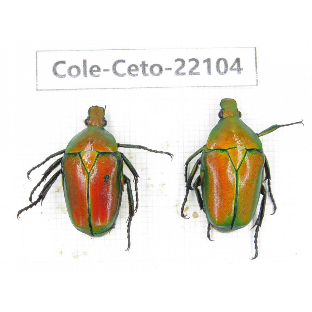 Cetoniidae sp. China, Guizhou, Tongren, Mt.Fanjingshan. 2Pcs. Cole-Ceto-22104.