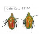 Cetoniidae sp. China, Guizhou, Tongren, Mt.Fanjingshan. 2Pcs. Cole-Ceto-22104.