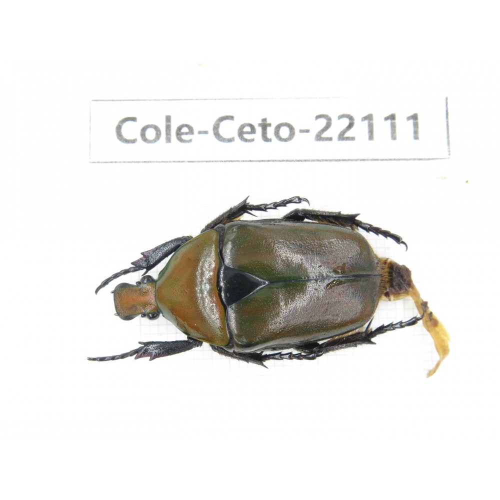 Cetoniidae sp. China, Guizhou, Bijie, Jinsha county. 1Pcs. Cole-Ceto-22111.