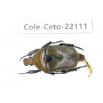 Cetoniidae sp. China, Guizhou, Bijie, Jinsha county. 1Pcs. Cole-Ceto-22111.