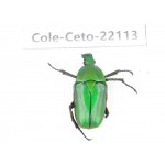 Cetoniidae sp. China, Guizhou, Bijie, Jinsha county. 1Pcs. Cole-Ceto-22113.