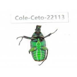 Cetoniidae sp. China, Guizhou, Bijie, Jinsha county. 1Pcs. Cole-Ceto-22113.