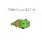 Cetoniidae sp. China, Guizhou, Bijie, Jinsha county. 1Pcs. Cole-Ceto-22114.