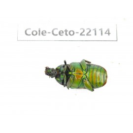 Cetoniidae sp. China, Guizhou, Bijie, Jinsha county. 1Pcs. Cole-Ceto-22114.