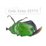 Cetoniidae sp. China, Guizhou, Bijie, Jinsha county. 1Pcs. Cole-Ceto-22115.