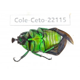 Cetoniidae sp. China, Guizhou, Bijie, Jinsha county. 1Pcs. Cole-Ceto-22115.