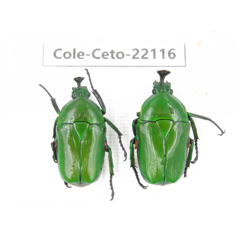 Cetoniidae sp. China, Guizhou, Bijie, Jinsha county. 2Pcs. Cole-Ceto-22116.
