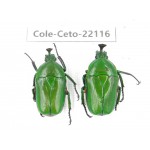 Cetoniidae sp. China, Guizhou, Bijie, Jinsha county. 2Pcs. Cole-Ceto-22116.