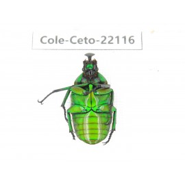Cetoniidae sp. China, Guizhou, Bijie, Jinsha county. 2Pcs. Cole-Ceto-22116.