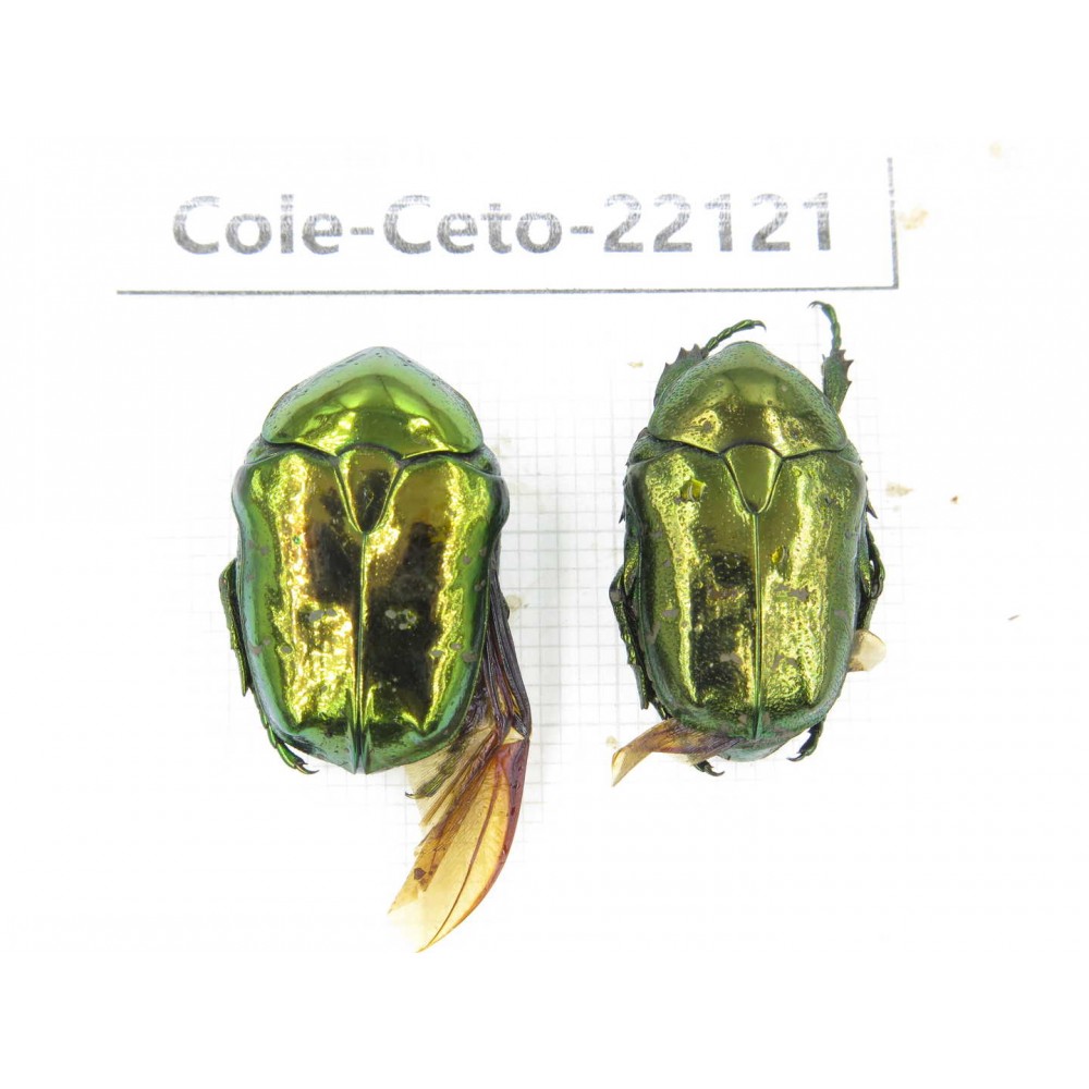 Cetoniidae sp. China, Guizhou, Bijie, Jinsha county. 2Pcs. Cole-Ceto-22121.