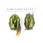 Cetoniidae sp. China, Guizhou, Bijie, Jinsha county. 2Pcs. Cole-Ceto-22121.