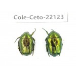 Cetoniidae sp. China, Guizhou, Bijie, Jinsha county. 2Pcs. Cole-Ceto-22123.