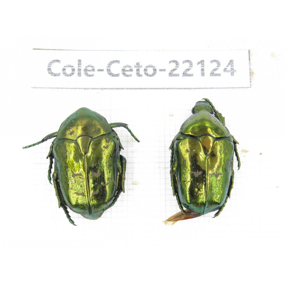 Cetoniidae sp. China, Guizhou, Bijie, Jinsha county. 2Pcs. Cole-Ceto-22124.