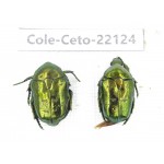 Cetoniidae sp. China, Guizhou, Bijie, Jinsha county. 2Pcs. Cole-Ceto-22124.