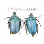 Cetoniidae sp. China, Guizhou, Bijie, Jinsha county. 2Pcs. Cole-Ceto-22139.