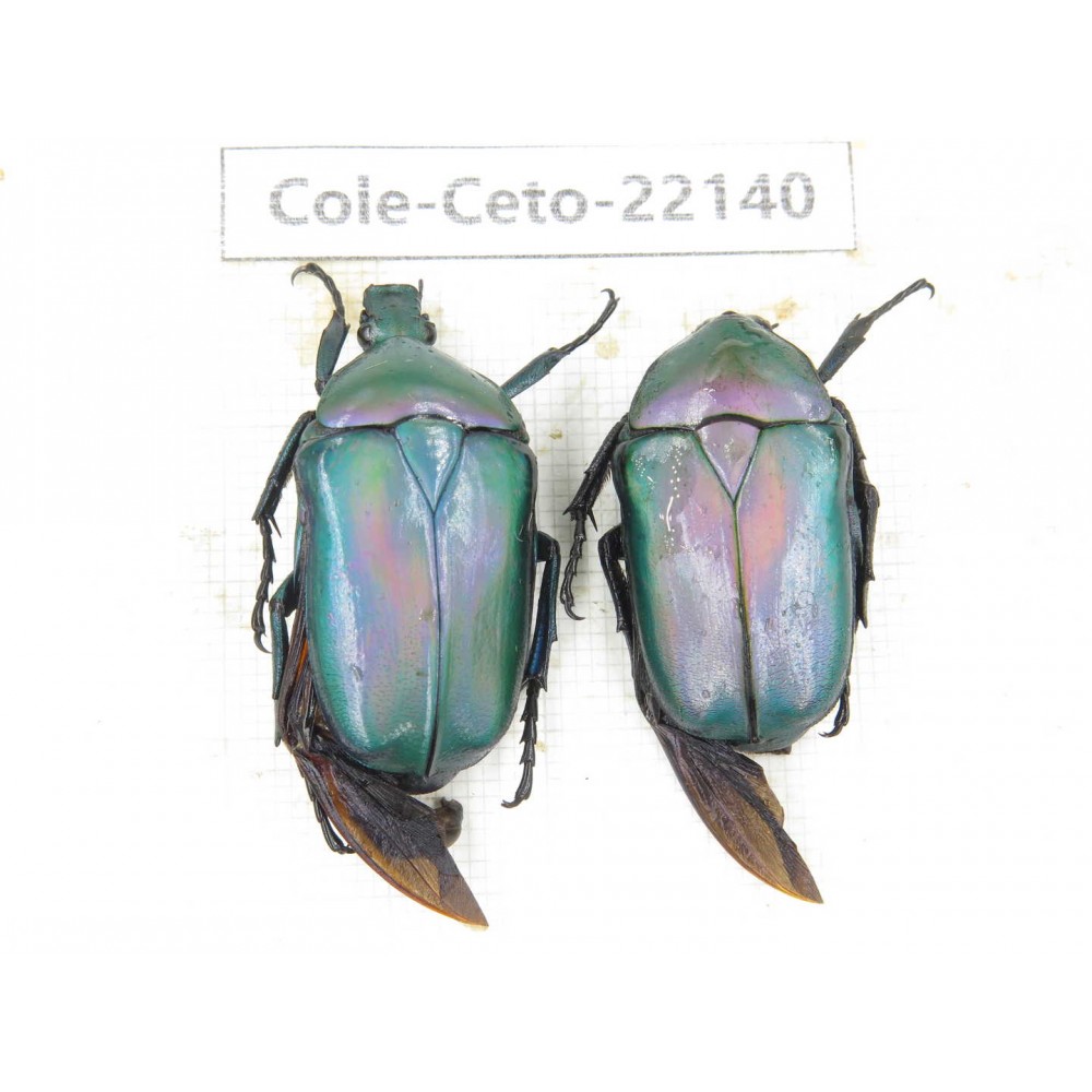 Cetoniidae sp. China, Guizhou, Bijie, Jinsha county. 2Pcs. Cole-Ceto-22140.