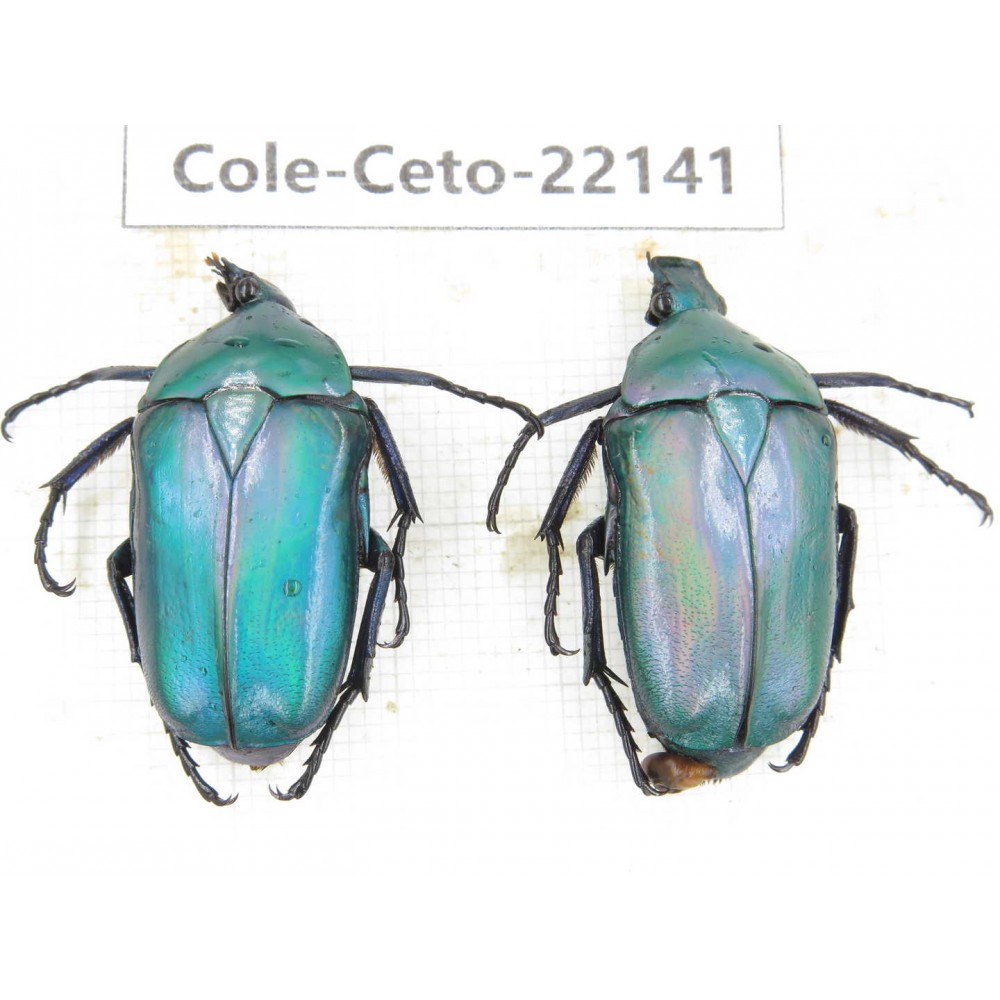 Cetoniidae sp. China, Guizhou, Bijie, Jinsha county. 2Pcs. Cole-Ceto-22141.
