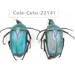 Cetoniidae sp. China, Guizhou, Bijie, Jinsha county. 2Pcs. Cole-Ceto-22141.
