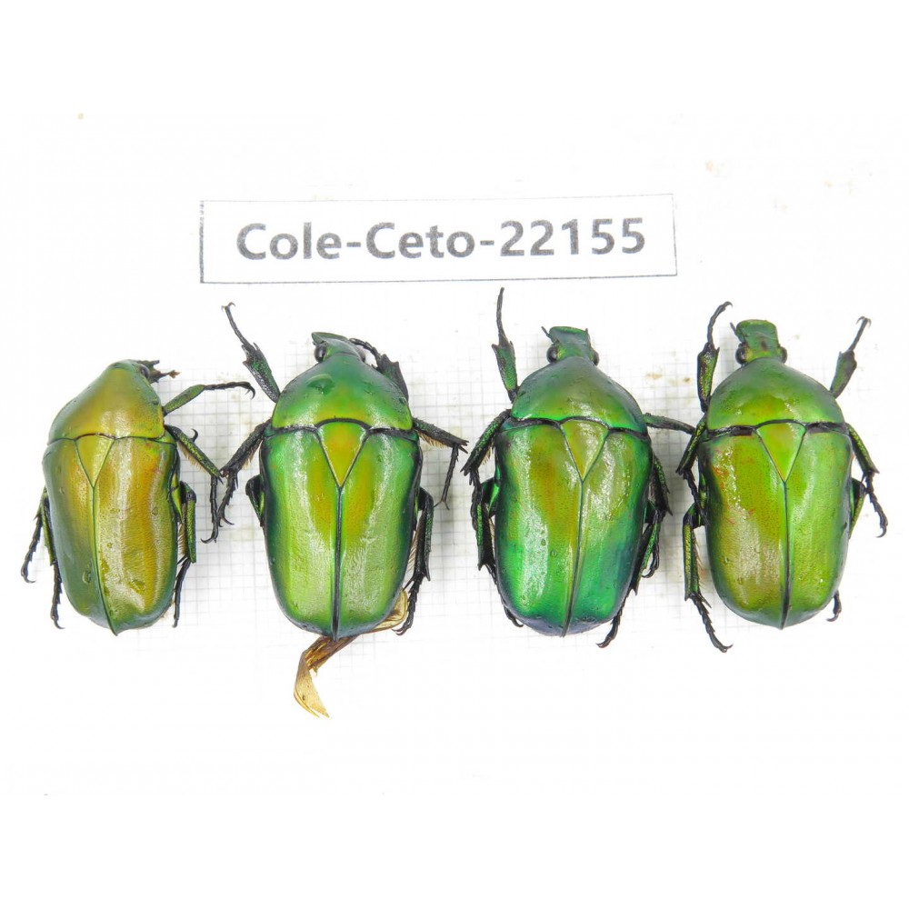 Cetoniidae sp. China, Guizhou, Bijie, Jinsha county. 4Pcs. Cole-Ceto-22155.