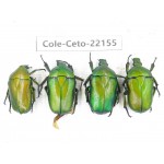Cetoniidae sp. China, Guizhou, Bijie, Jinsha county. 4Pcs. Cole-Ceto-22155.