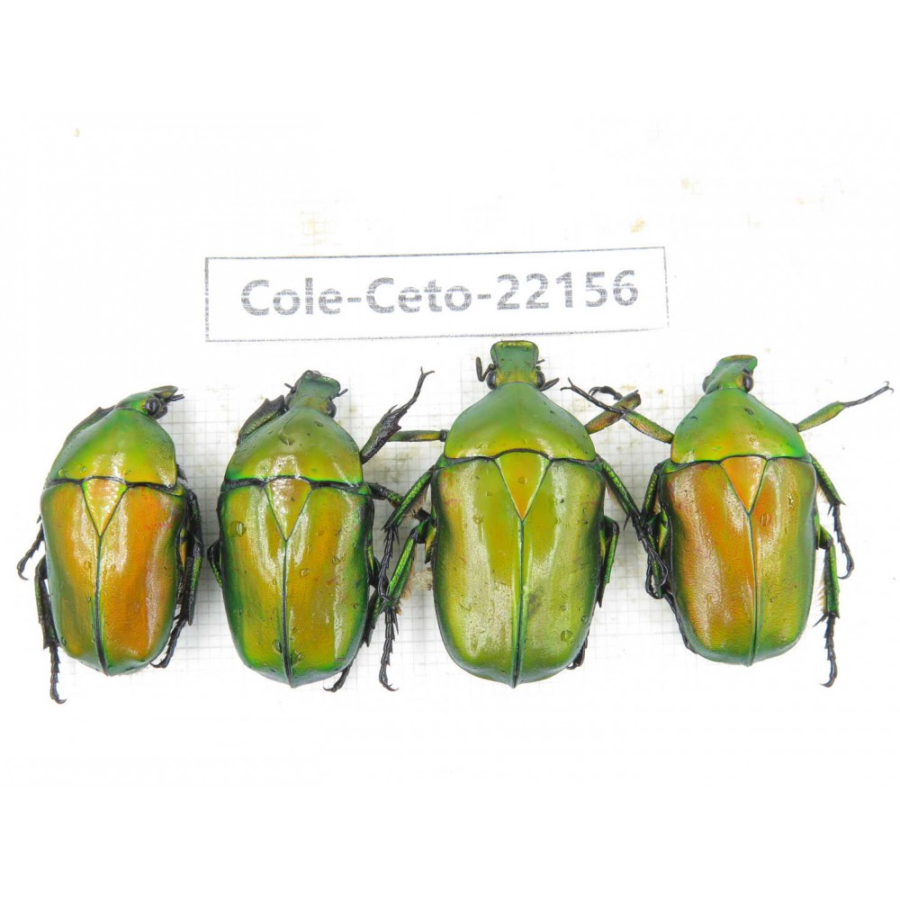 Cetoniidae sp. China, Guizhou, Bijie, Jinsha county. 4Pcs. Cole-Ceto-22156.